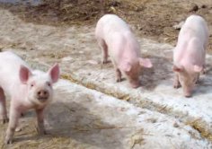 Porquets a l'hora de menjar